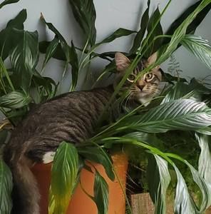 Meet your Posher, Michaeland